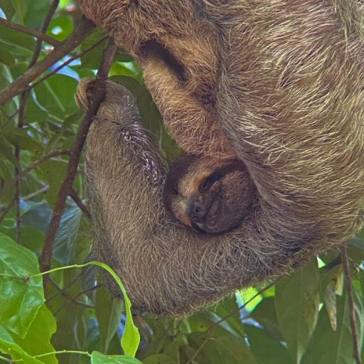 MA-sloth MA-sloth